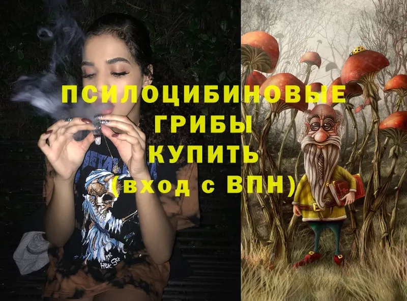 купить наркотики сайты  Шелехов  Псилоцибиновые грибы Psilocybe 